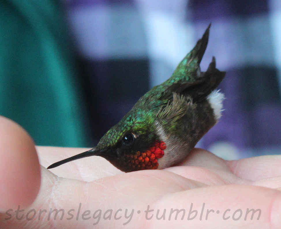a hummingbird sitting on a hand