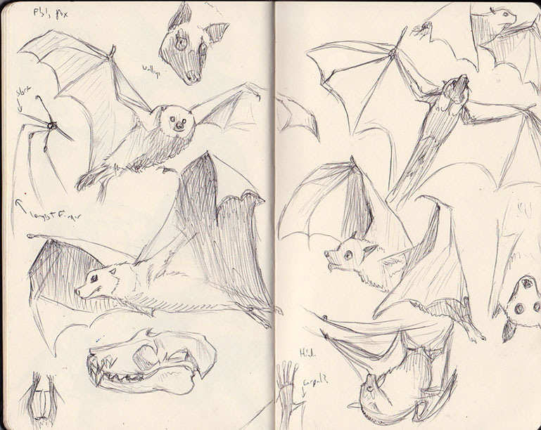 Malaysian Flying Fox Sketches