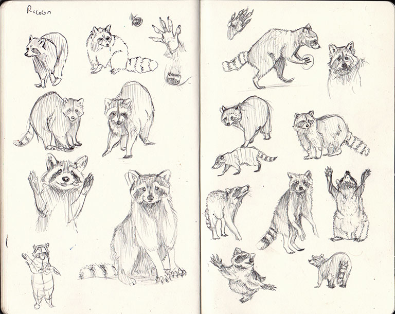 Raccoon sketchbook page