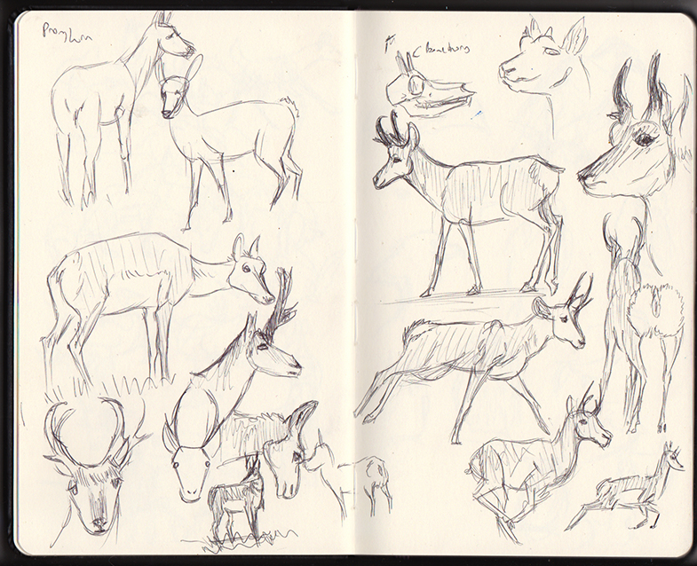 Pronghorn Sketches
