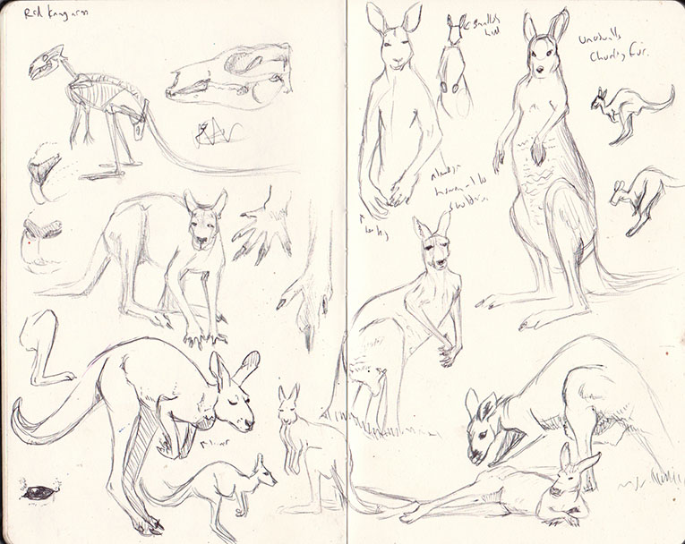 sketches of red kangaroos