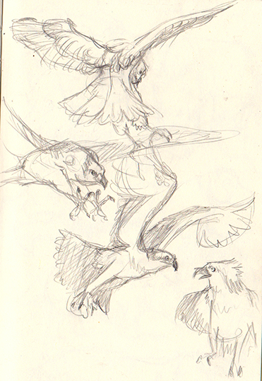 osprey bird sketches