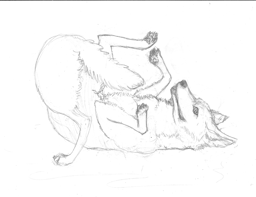 A sketch of a coyote scent rolling behavior