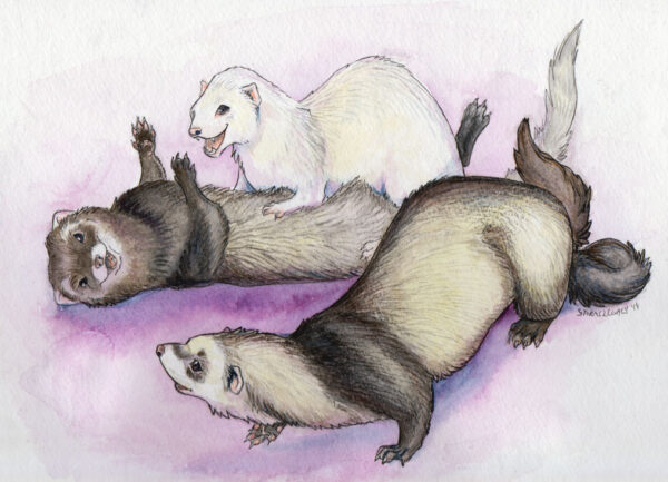 Watercolor Painting of three ferrets