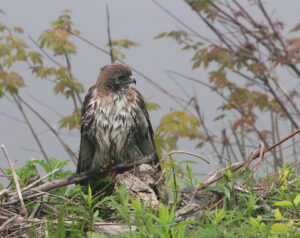 wet red tail hawk