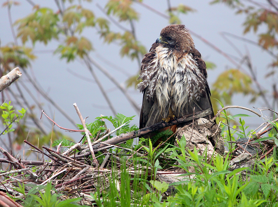 a very wet red tail hawk