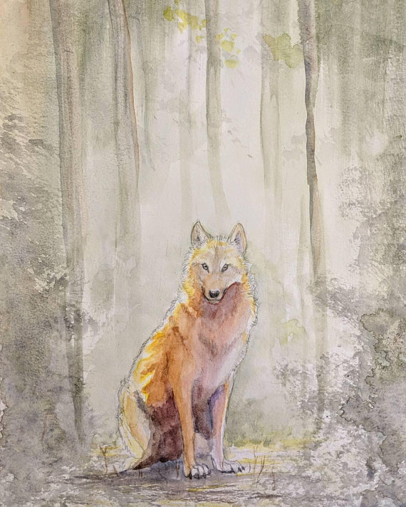 a wolf stands in the golden light of the woods
